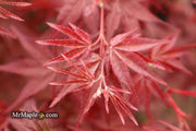 - FOR PICKUP ONLY | Acer palmatum 'Beni maiko' Japanese Maple | DOES NOT SHIP - Mr Maple │ Buy Japanese Maple Trees