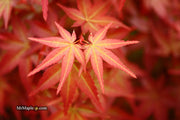 - FOR PICKUP ONLY | Acer palmatum 'Beni maiko' Japanese Maple | DOES NOT SHIP - Mr Maple │ Buy Japanese Maple Trees