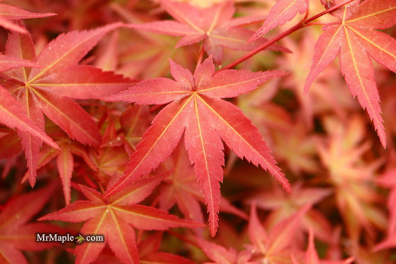 - FOR PICKUP ONLY | Acer palmatum 'Beni maiko' Japanese Maple | DOES NOT SHIP - Mr Maple │ Buy Japanese Maple Trees