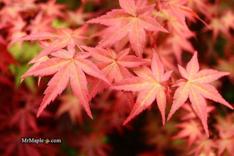 - FOR PICKUP ONLY | Acer palmatum 'Beni maiko' Japanese Maple | DOES NOT SHIP - Mr Maple │ Buy Japanese Maple Trees