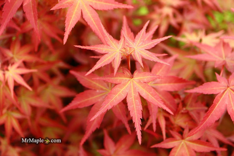 - FOR PICKUP ONLY | Acer palmatum 'Beni maiko' Japanese Maple | DOES NOT SHIP - Mr Maple │ Buy Japanese Maple Trees