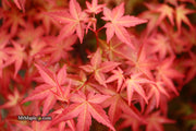 - FOR PICKUP ONLY | Acer palmatum 'Beni maiko' Japanese Maple | DOES NOT SHIP - Mr Maple │ Buy Japanese Maple Trees