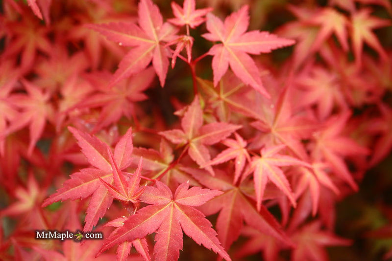 - FOR PICKUP ONLY | Acer palmatum 'Beni maiko' Japanese Maple | DOES NOT SHIP - Mr Maple │ Buy Japanese Maple Trees