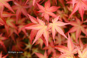 - FOR PICKUP ONLY | Acer palmatum 'Beni maiko' Japanese Maple | DOES NOT SHIP - Mr Maple │ Buy Japanese Maple Trees
