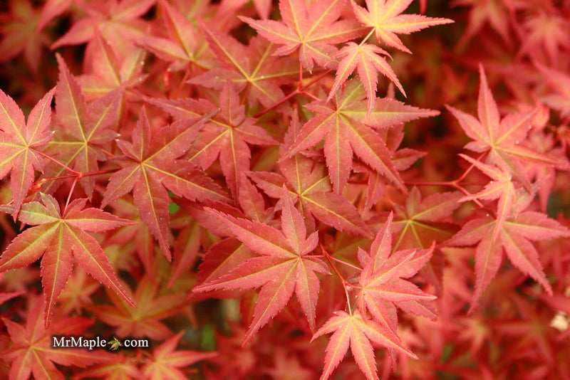- FOR PICKUP ONLY | Acer palmatum 'Beni maiko' Japanese Maple | DOES NOT SHIP - Mr Maple │ Buy Japanese Maple Trees