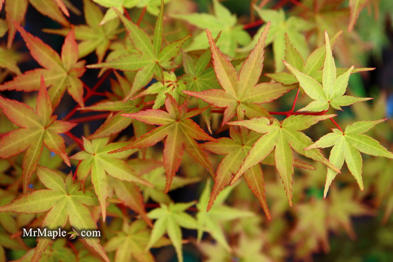 - FOR PICKUP ONLY | Acer palmatum 'Beni maiko' Japanese Maple | DOES NOT SHIP - Mr Maple │ Buy Japanese Maple Trees