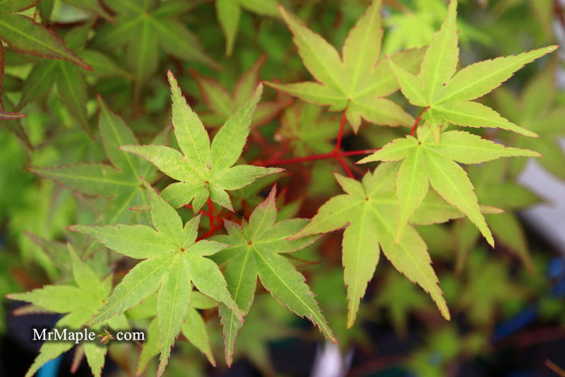 - FOR PICKUP ONLY | Acer palmatum 'Beni maiko' Japanese Maple | DOES NOT SHIP - Mr Maple │ Buy Japanese Maple Trees