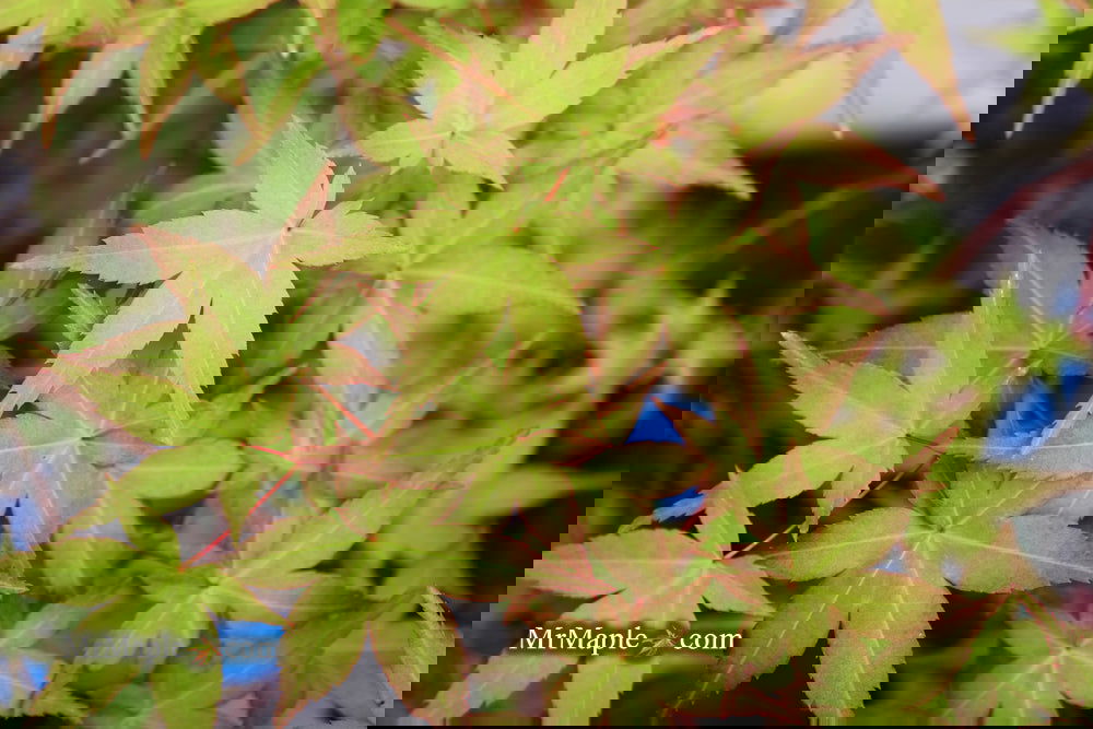 Buy Acer palmatum 'Beni maiko' Japanese Maple — Mr Maple │ Buy