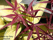 - FOR PICKUP ONLY | Acer palmatum 'Beni otake' Red Bamboo Japanese Maple | DOES NOT SHIP - Mr Maple │ Buy Japanese Maple Trees