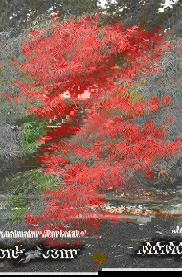 - FOR PICKUP ONLY | Acer palmatum 'Beni otake' Red Bamboo Japanese Maple | DOES NOT SHIP - Mr Maple │ Buy Japanese Maple Trees