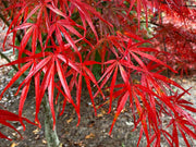 - FOR PICKUP ONLY | Acer palmatum 'Beni otake' Red Bamboo Japanese Maple | DOES NOT SHIP - Mr Maple │ Buy Japanese Maple Trees