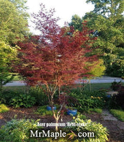 - FOR PICKUP ONLY | Acer palmatum 'Beni otake' Red Bamboo Japanese Maple | DOES NOT SHIP - Mr Maple │ Buy Japanese Maple Trees