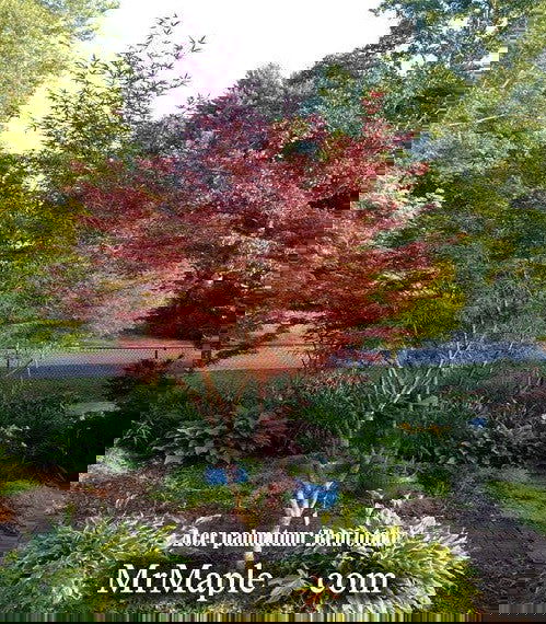 - FOR PICKUP ONLY | Acer palmatum 'Beni otake' Red Bamboo Japanese Maple | DOES NOT SHIP - Mr Maple │ Buy Japanese Maple Trees