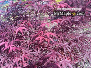 - FOR PICKUP ONLY | Acer palmatum 'Beni otake' Red Bamboo Japanese Maple | DOES NOT SHIP - Mr Maple │ Buy Japanese Maple Trees