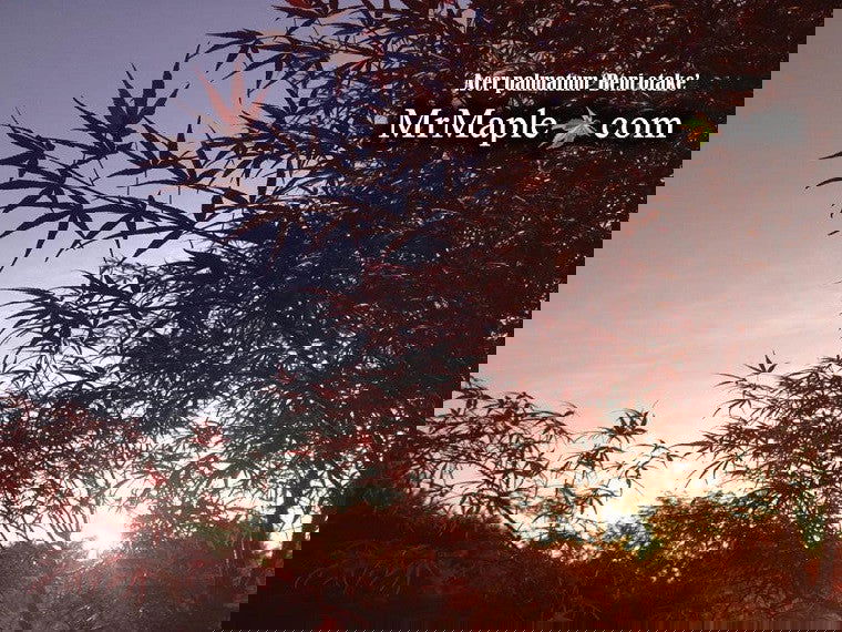 - FOR PICKUP ONLY | Acer palmatum 'Beni otake' Red Bamboo Japanese Maple | DOES NOT SHIP - Mr Maple │ Buy Japanese Maple Trees