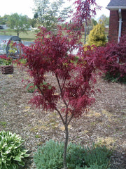 - FOR PICKUP ONLY | Acer palmatum 'Beni otake' Red Bamboo Japanese Maple | DOES NOT SHIP - Mr Maple │ Buy Japanese Maple Trees