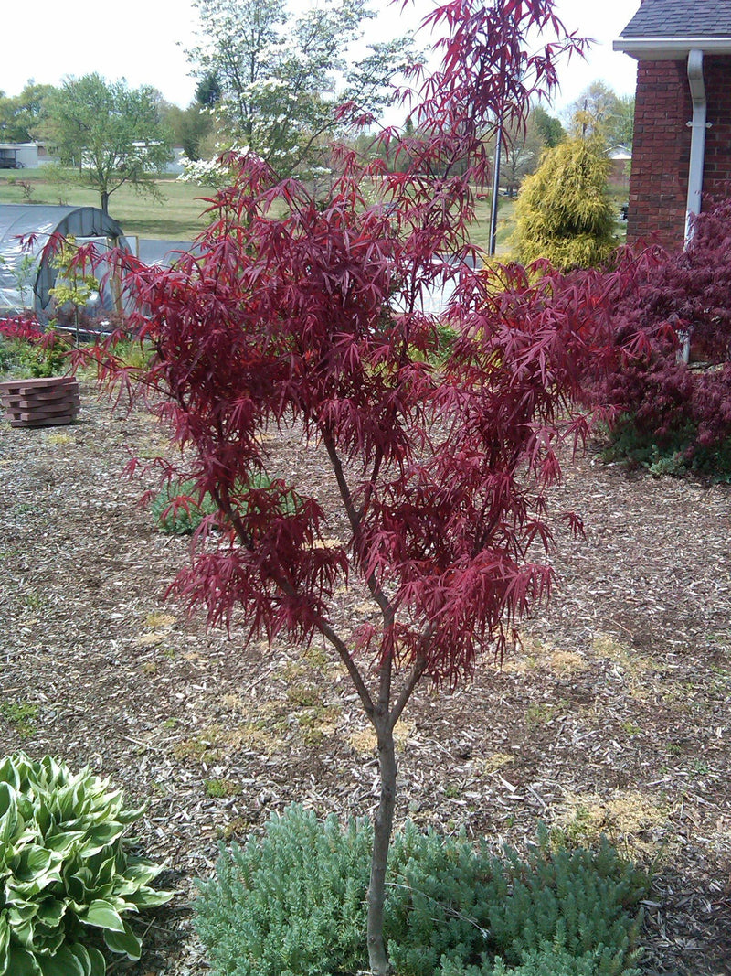 - FOR PICKUP ONLY | Acer palmatum 'Beni otake' Red Bamboo Japanese Maple | DOES NOT SHIP - Mr Maple │ Buy Japanese Maple Trees