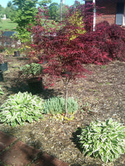 - FOR PICKUP ONLY | Acer palmatum 'Beni otake' Red Bamboo Japanese Maple | DOES NOT SHIP - Mr Maple │ Buy Japanese Maple Trees