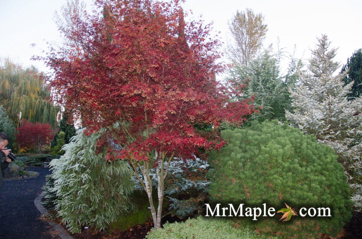 Buy Acer palmatum Beni otake Red Bamboo Japanese Maple — Mr Maple