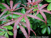 - FOR PICKUP ONLY | Acer palmatum 'Beni otake' Red Bamboo Japanese Maple | DOES NOT SHIP - Mr Maple │ Buy Japanese Maple Trees