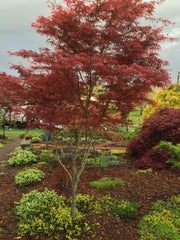 - FOR PICKUP ONLY | Acer palmatum 'Beni otake' Red Bamboo Japanese Maple | DOES NOT SHIP - Mr Maple │ Buy Japanese Maple Trees