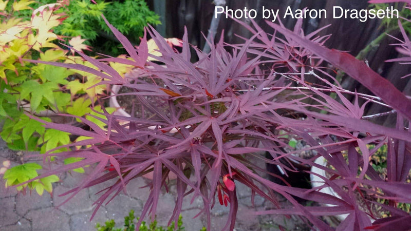 - FOR PICKUP ONLY | Acer palmatum 'Beni otake' Red Bamboo Japanese Maple | DOES NOT SHIP - Mr Maple │ Buy Japanese Maple Trees