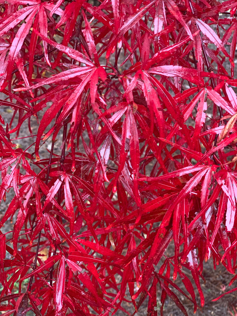 - FOR PICKUP ONLY | Acer palmatum 'Beni otake' Red Bamboo Japanese Maple | DOES NOT SHIP - Mr Maple │ Buy Japanese Maple Trees