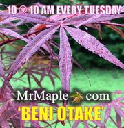 - FOR PICKUP ONLY | Acer palmatum 'Beni otake' Red Bamboo Japanese Maple | DOES NOT SHIP - Mr Maple │ Buy Japanese Maple Trees