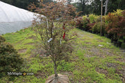 - FOR PICKUP ONLY | Acer palmatum 'Beni shi en' Purple Smoke Japanese Maple | DOES NOT SHIP - Mr Maple │ Buy Japanese Maple Trees