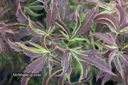 - FOR PICKUP ONLY | Acer palmatum 'Beni shi en' Purple Smoke Japanese Maple | DOES NOT SHIP - Mr Maple │ Buy Japanese Maple Trees