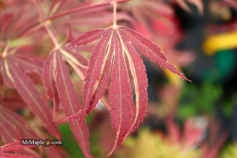- FOR PICKUP ONLY | Acer palmatum 'Beni shi en' Purple Smoke Japanese Maple | DOES NOT SHIP - Mr Maple │ Buy Japanese Maple Trees