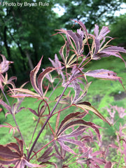 - FOR PICKUP ONLY | Acer palmatum 'Beni shi en' Purple Smoke Japanese Maple | DOES NOT SHIP - Mr Maple │ Buy Japanese Maple Trees