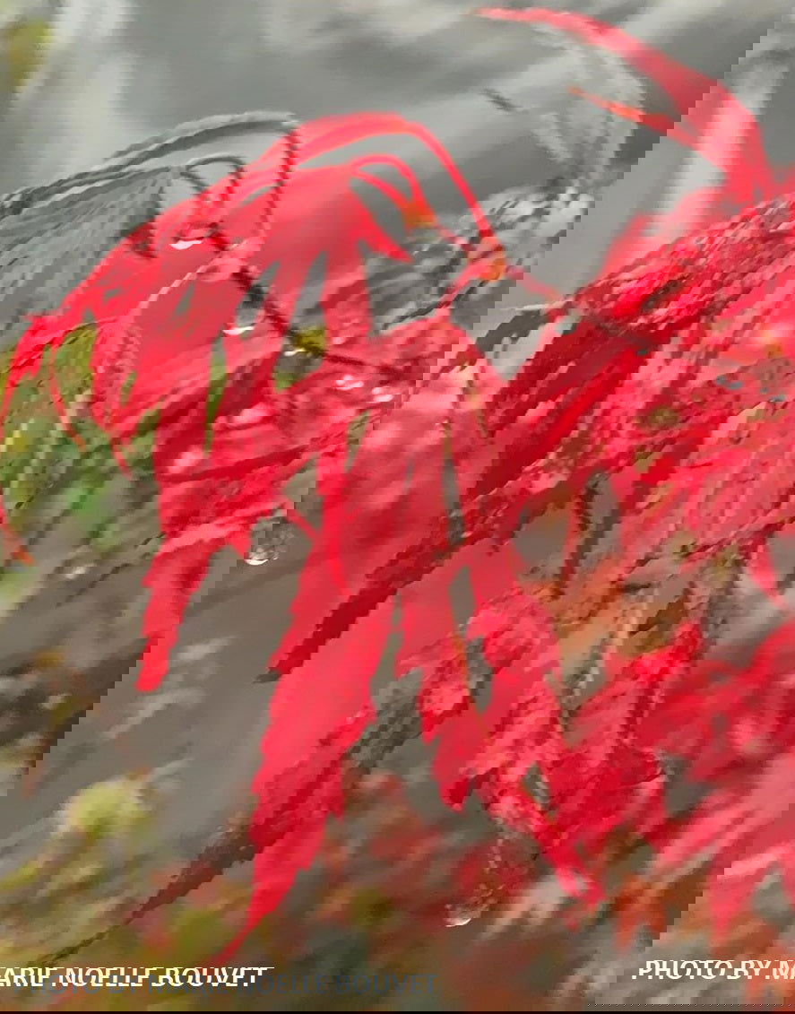 Buy Acer palmatum 'Beni shi en' Purple Smoke Japanese Maple — Mr