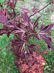 - FOR PICKUP ONLY | Acer palmatum 'Beni shi en' Purple Smoke Japanese Maple | DOES NOT SHIP - Mr Maple │ Buy Japanese Maple Trees