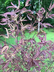 - FOR PICKUP ONLY | Acer palmatum 'Beni shi en' Purple Smoke Japanese Maple | DOES NOT SHIP - Mr Maple │ Buy Japanese Maple Trees