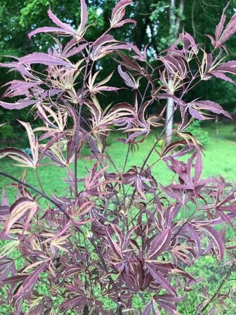 - FOR PICKUP ONLY | Acer palmatum 'Beni shi en' Purple Smoke Japanese Maple | DOES NOT SHIP - Mr Maple │ Buy Japanese Maple Trees