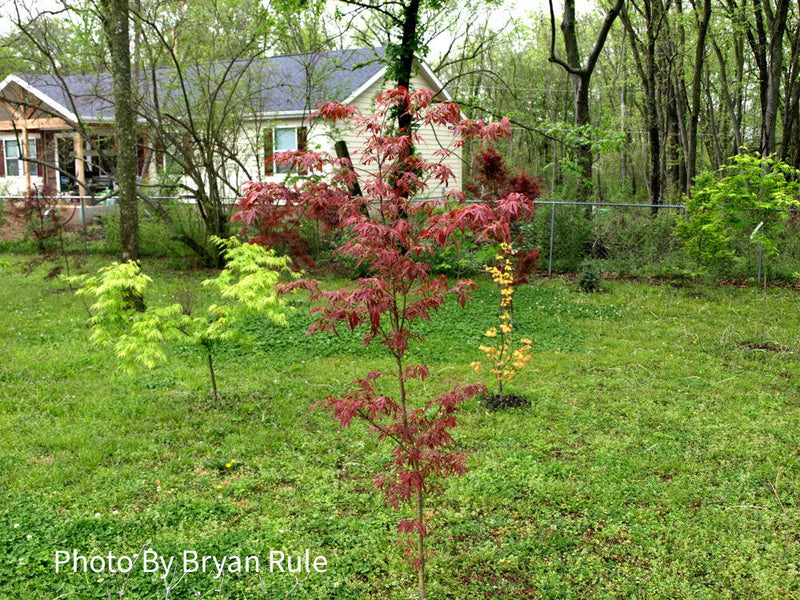 - FOR PICKUP ONLY | Acer palmatum 'Beni shi en' Purple Smoke Japanese Maple | DOES NOT SHIP - Mr Maple │ Buy Japanese Maple Trees