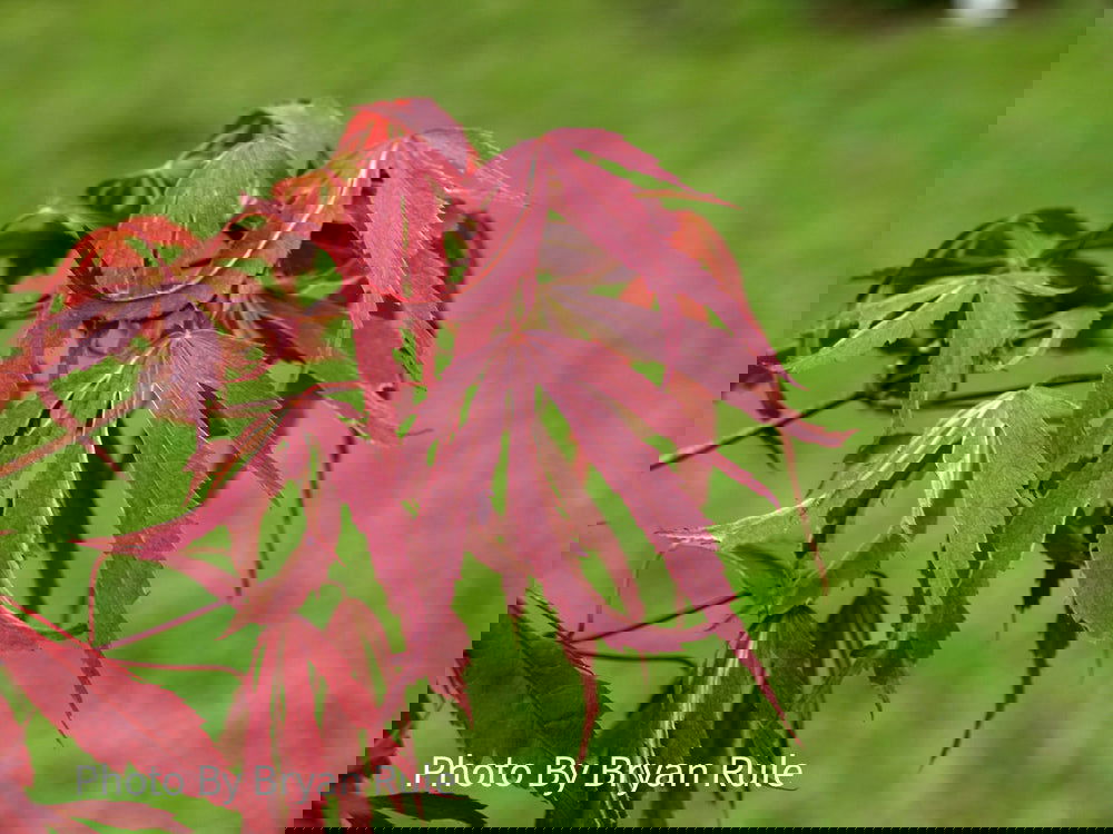 Buy Acer palmatum 'Beni shi en' Purple Smoke Japanese Maple — Mr