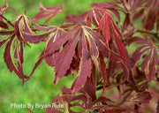 - FOR PICKUP ONLY | Acer palmatum 'Beni shi en' Purple Smoke Japanese Maple | DOES NOT SHIP - Mr Maple │ Buy Japanese Maple Trees