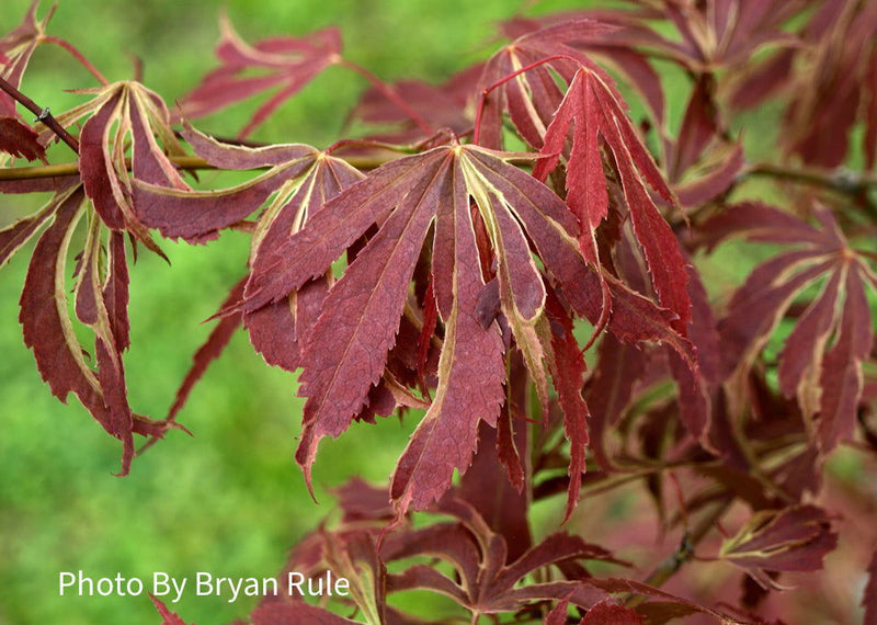 - FOR PICKUP ONLY | Acer palmatum 'Beni shi en' Purple Smoke Japanese Maple | DOES NOT SHIP - Mr Maple │ Buy Japanese Maple Trees
