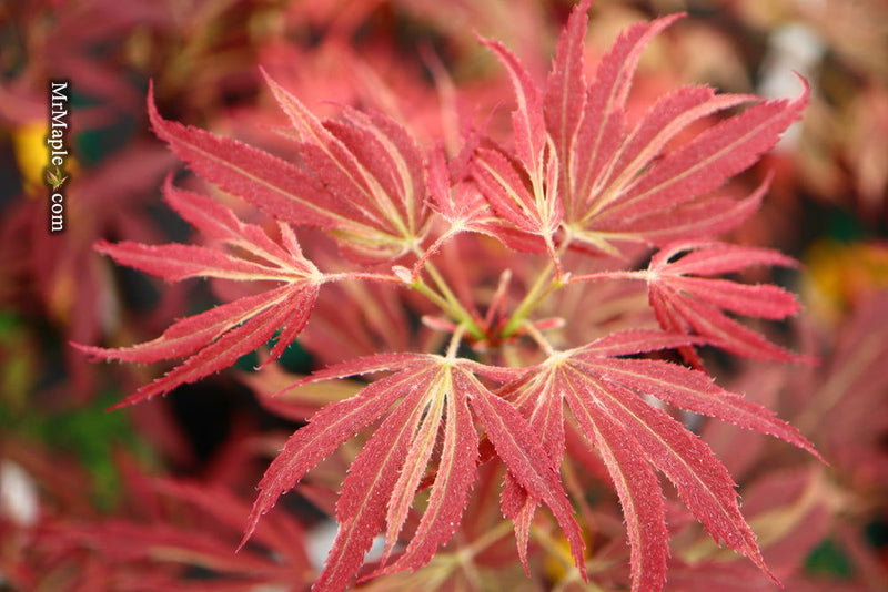 - FOR PICKUP ONLY | Acer palmatum 'Beni shi en' Purple Smoke Japanese Maple | DOES NOT SHIP - Mr Maple │ Buy Japanese Maple Trees