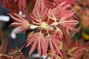 - FOR PICKUP ONLY | Acer palmatum 'Beni shi en' Purple Smoke Japanese Maple | DOES NOT SHIP - Mr Maple │ Buy Japanese Maple Trees