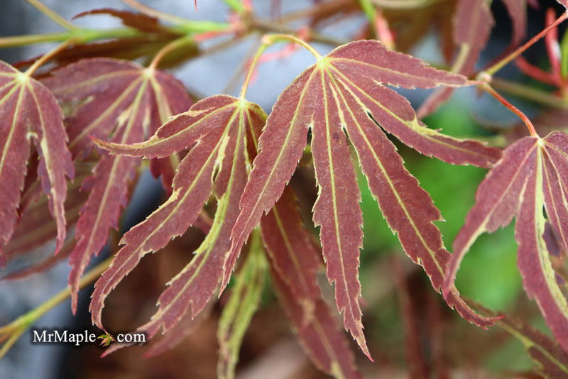 - FOR PICKUP ONLY | Acer palmatum 'Beni shi en' Purple Smoke Japanese Maple | DOES NOT SHIP - Mr Maple │ Buy Japanese Maple Trees