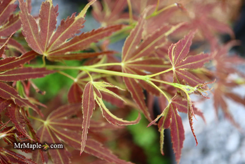 - FOR PICKUP ONLY | Acer palmatum 'Beni shi en' Purple Smoke Japanese Maple | DOES NOT SHIP - Mr Maple │ Buy Japanese Maple Trees