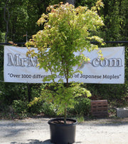 - FOR PICKUP ONLY | Acer palmatum 'Beni tsukasa' Pink Spring Interest Japanese Maple | DOES NOT SHIP - Mr Maple │ Buy Japanese Maple Trees