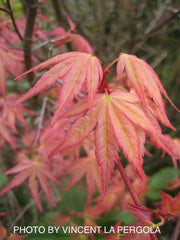 - FOR PICKUP ONLY | Acer palmatum 'Beni tsukasa' Pink Spring Interest Japanese Maple | DOES NOT SHIP - Mr Maple │ Buy Japanese Maple Trees