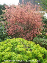 - FOR PICKUP ONLY | Acer palmatum 'Beni tsukasa' Pink Spring Interest Japanese Maple | DOES NOT SHIP - Mr Maple │ Buy Japanese Maple Trees