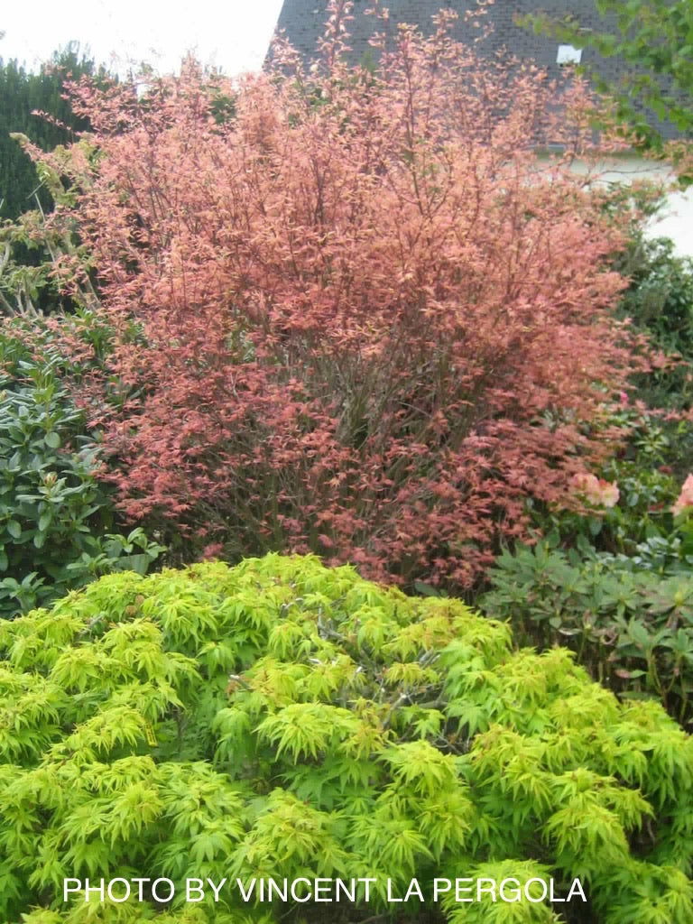 - FOR PICKUP ONLY | Acer palmatum 'Beni tsukasa' Pink Spring Interest Japanese Maple | DOES NOT SHIP - Mr Maple │ Buy Japanese Maple Trees