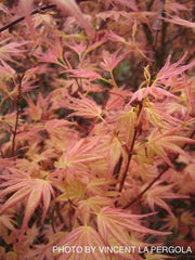 - FOR PICKUP ONLY | Acer palmatum 'Beni tsukasa' Pink Spring Interest Japanese Maple | DOES NOT SHIP - Mr Maple │ Buy Japanese Maple Trees