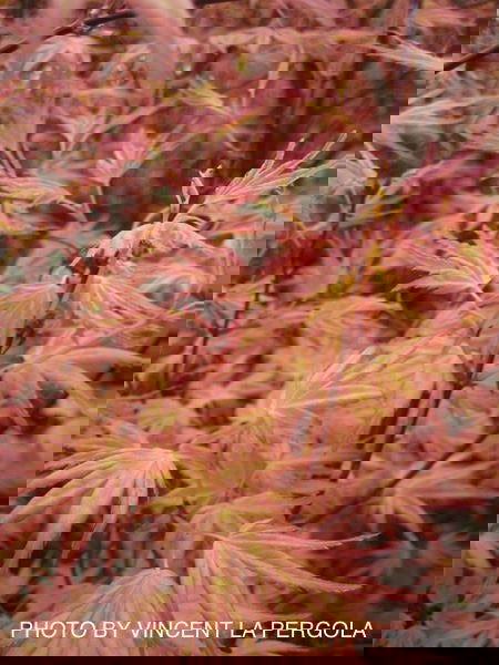 - FOR PICKUP ONLY | Acer palmatum 'Beni tsukasa' Pink Spring Interest Japanese Maple | DOES NOT SHIP - Mr Maple │ Buy Japanese Maple Trees